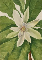 Magnolia tripetala