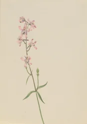 Sans titre--Étude de fleurs