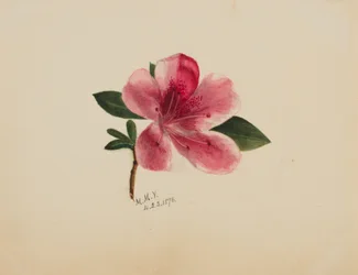 Sans titre - Étude de fleurs