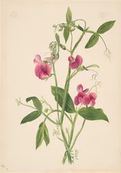 Sans titre - Étude de fleurs, 1879
