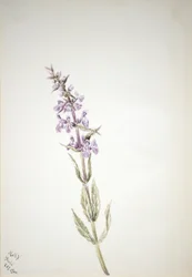 Sans titre - Étude de fleurs, 1900