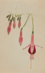 Sans titre - Étude de fleurs