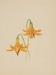 Étude de fleurs sans titre, vers 1876-1878