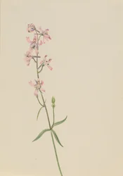 Sans titre - Étude de fleurs