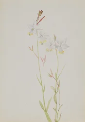 Sans titre--Étude de fleurs, n.d.