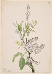 Sans titre - Étude de plantes