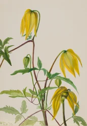 Sans titre - Étude de plantes