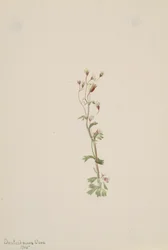 Sans titre - Étude de plante