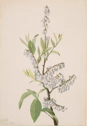 Sans titre - Étude de plantes