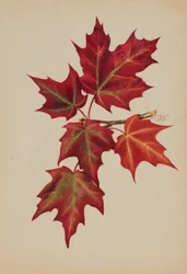 Sans titre (Feuilles d