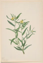 Sans titre (étude de fleur)