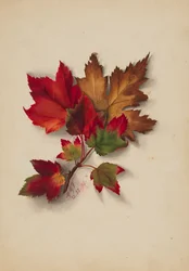 Sans titre Feuilles d