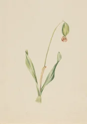 Étude de plante sans titre, vers début des années 1930