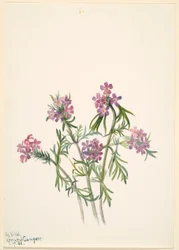 Verveine (Verbena wrightii)