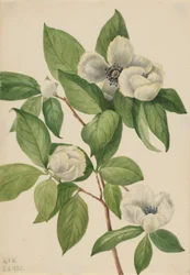Stewartia de Virginie (Stewartia malachodendron)