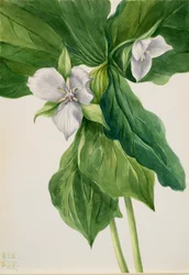 Wake-Robin Trillium simile