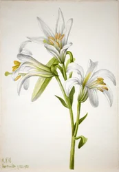 Lis de Washington (Lilium washingtonianum)
