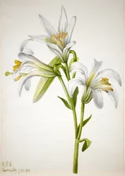 Lys de Washington Lilium washingtonianum, 1933