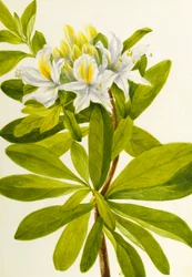Azalée occidentale (Rhododendron occidentale)