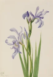 Iris bleu de l