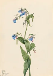 Jacinthes des bois occidentales Mertensia paniculata
