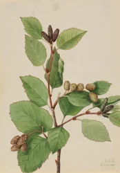 Aulne vert occidental Alnus sinuata, 1922