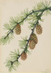 Mélèze occidental (Larix occidentalis)