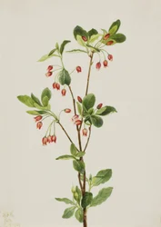 Menziesia occidentale