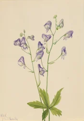 Aconit occidental (Aconitum columbianum)