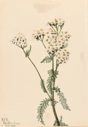 Achillée occidentale (Achillea lanulosa)