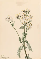 Achillée laineuse occidentale, 1922