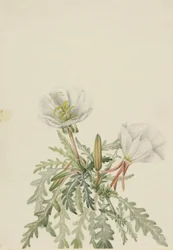 Pachylle blanche (Pachyloplus marginatus)