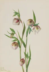 Lanterne blanche (Calochortus albus)