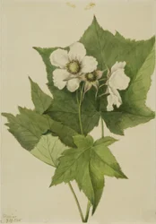 Framboisier à fleurs blanches (Rubus parviflorus)