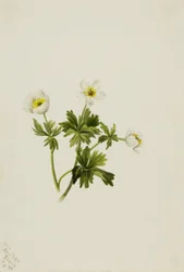 Trollius albiflorus (Trollius albiflorus)