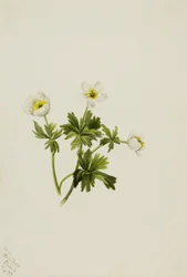 Renoncule Blanche Trollius albiflorus, 1899