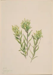 Peinturon blanc (Castilleja occidentalis)