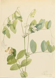 Pois blanc (Lathyrus ochroleucus)