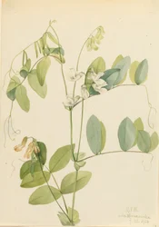 Pois blanc Lathyrus ochroleucus, 1920