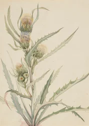 Chardon blanc (Cirsium hookeranum)