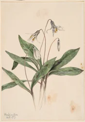 Truite blanche (Erythronium albidum)