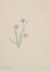 Lin sauvage Linum lewisii, 1919