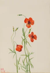 Pavot des vents (Stylomecon heterophylla)