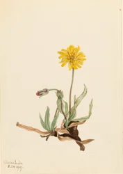 Agoséris laineux (Agoseris villosa)