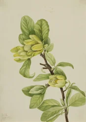 Magnolia cordata, 1922