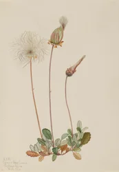 Dryade jaune (fruit) (Dryas drummondii)