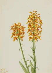 Orchidée à franges jaunes Habenaria ciliaris