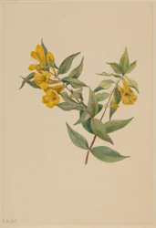 Jessamine jaune (Gelsemium sempervirens)