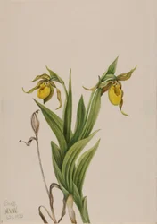 Cypripède jaune Cypripedium parviflorum, 1920