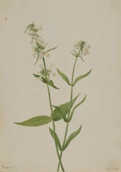 Pentstemon jaune (Pentstemon confertus)